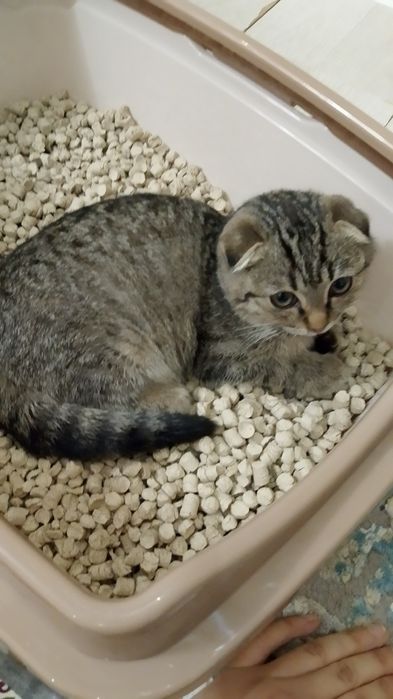 Кошка вислоухий 4 мес. 5000тг