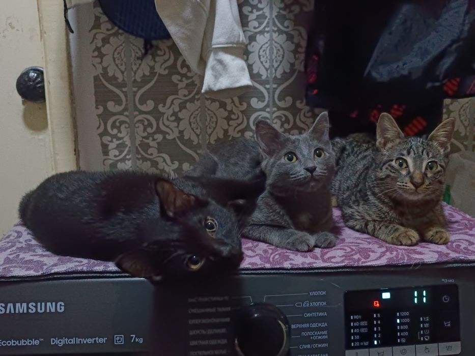 Ищу теплый дом для очаровательного котика девочки