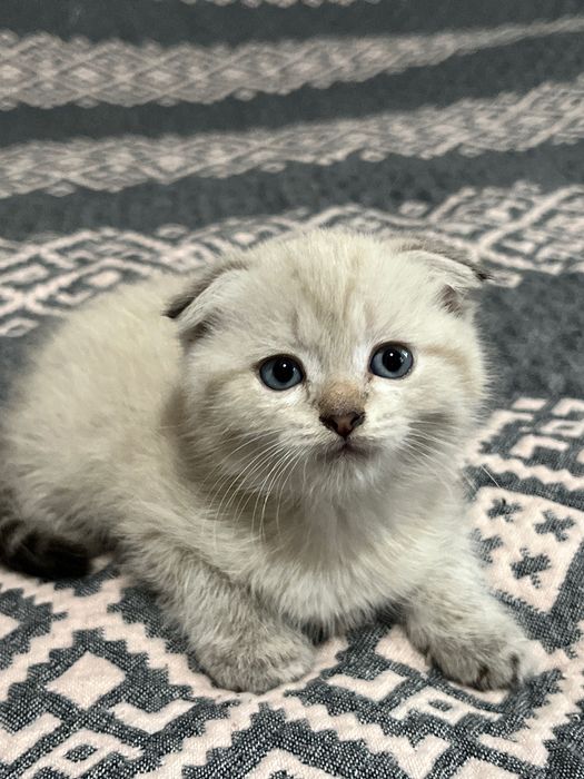 Котята скоттиш фолд и страйт — ласковые и самостоятельные