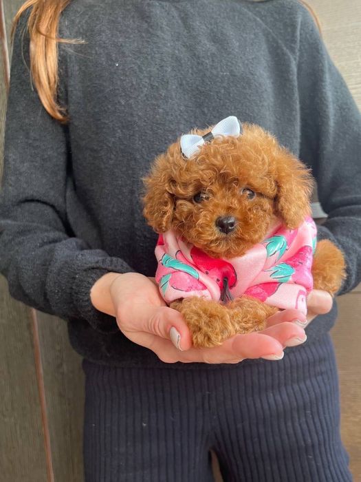 Той пудель - потрясают