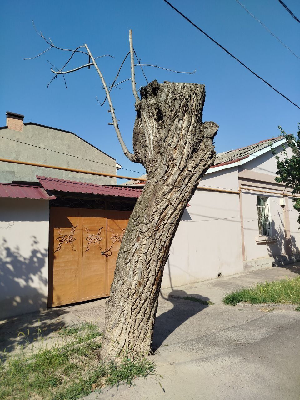 Продается дерево