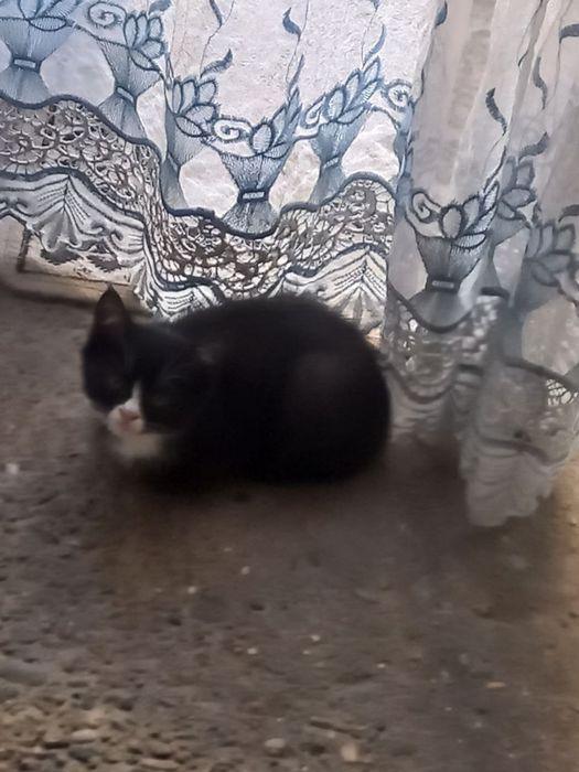 Котята отдам бесплатно