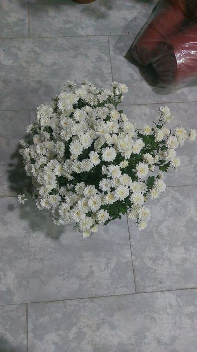 Хризантема глобус