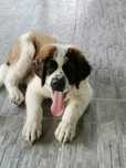 Cățel Saint bernard