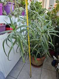 Aloe Vera, planta matura de 8 ani
