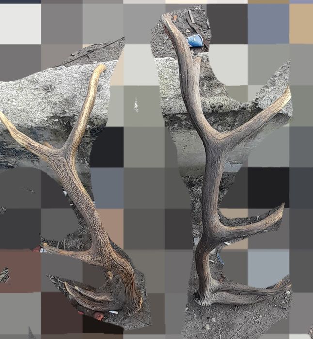 Еленски рога от благороден елен