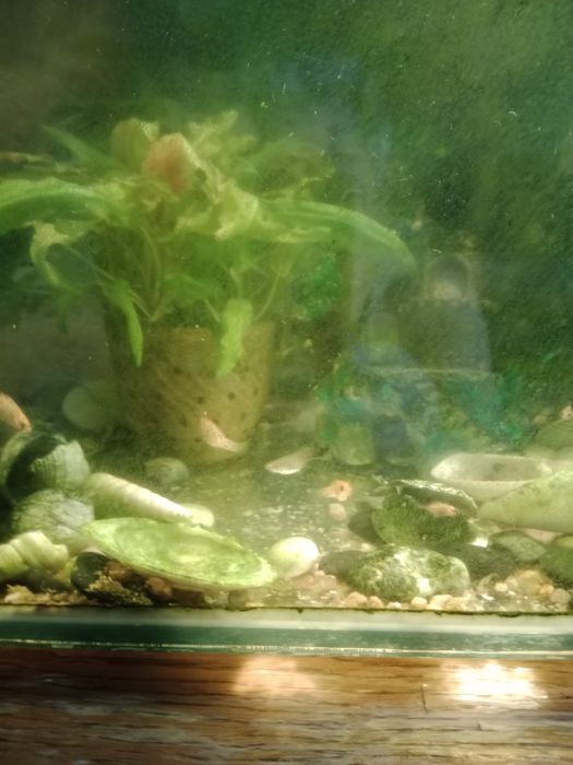 Рыбки жёлтые моллинезии