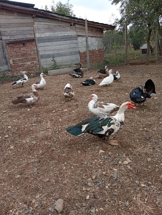 Vând rate mute ( leșești)