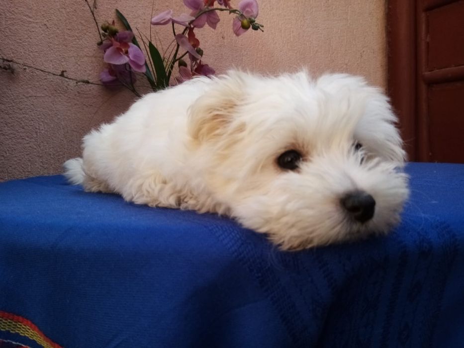 Ingrijire cazare animal de companie pet sitting