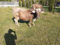 Vaca de vânzare  al 5 lea vitel