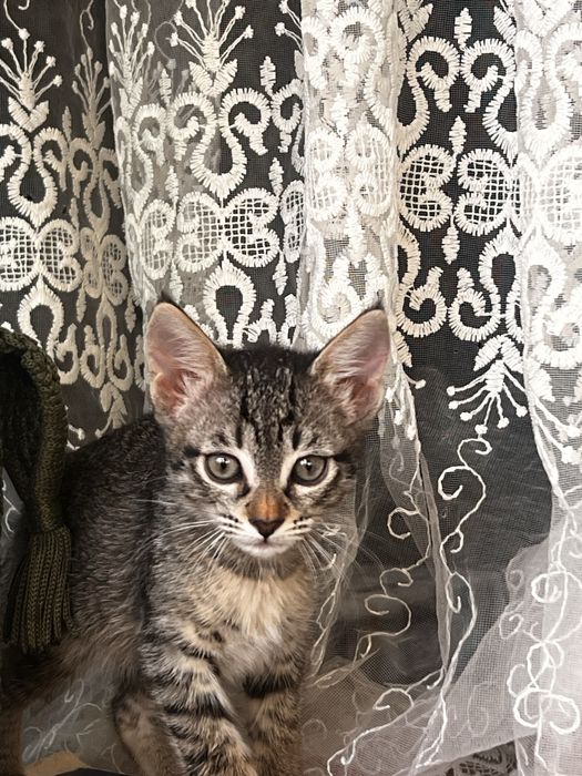 Отдам котят в хорошие руки