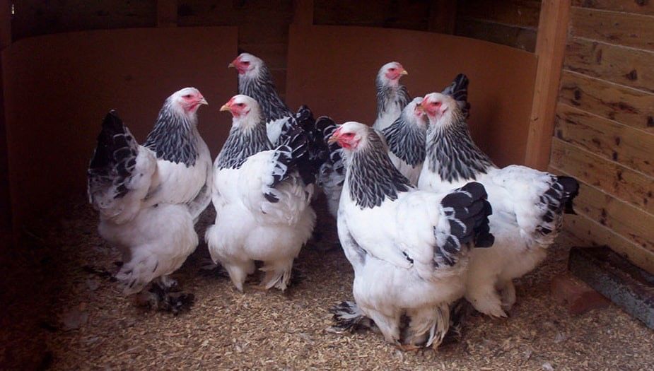 Чистокровная колумбийская брама