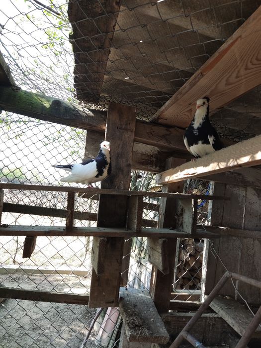 Porumbei jucători 20 lei bucata Jupânești Gj