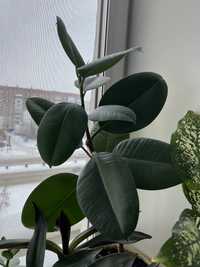 Фикус -комнатное растение