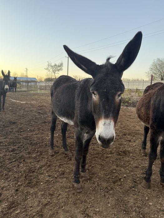 Продавам магарета