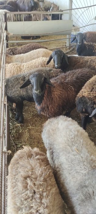 Куй кошкар сатылады