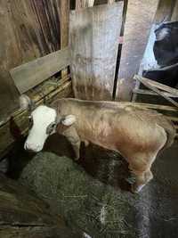 Vand vitel  2 luni
