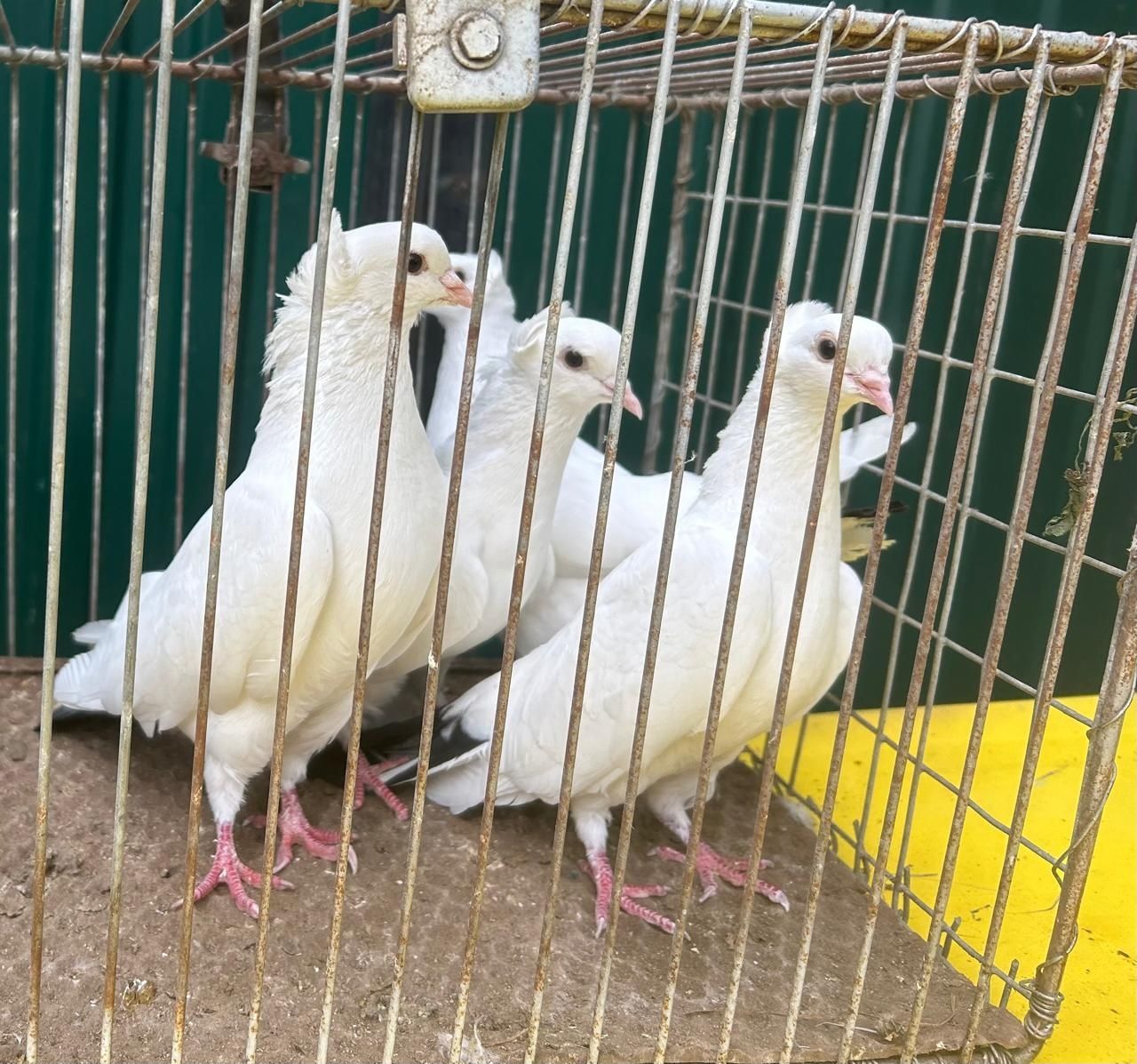 Продам белых голубей на торжество