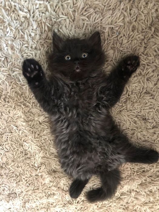 Томас-3 месяца мальчик только в квартиру