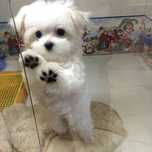 Bichon maltez alb doua luni