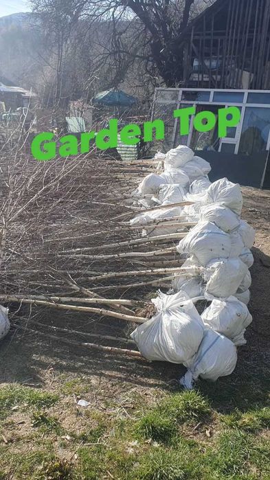 Mesteacan, pothinia, gazon