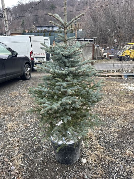 Brad la ghiveci pepiniera