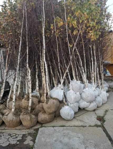 Amenajează-ți grădina cu arbori și arbuști de excepție