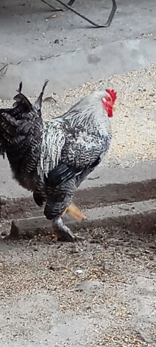 Cocoș Brahma,are 6 luni.