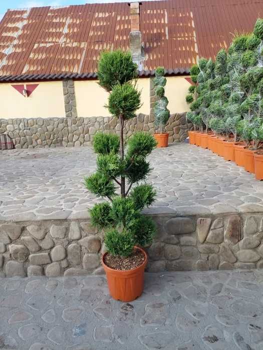 Vand Pon Pon Leylandii