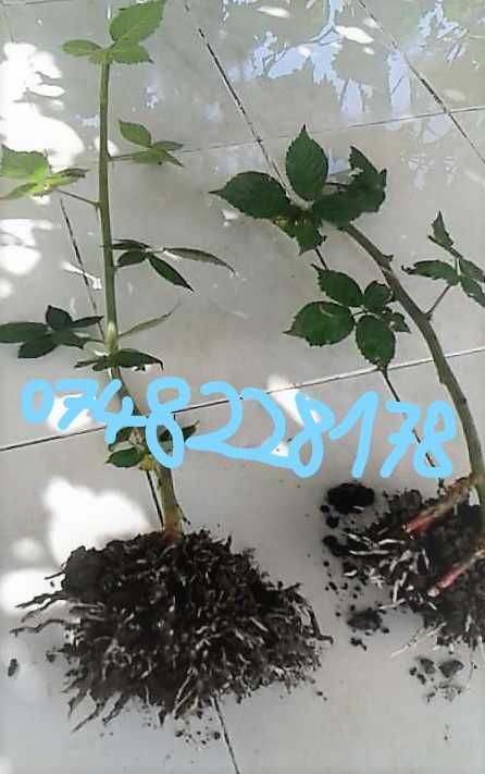 Producator Butasi MUR anul 2 Thornfree, Stoloni capsuni, Smochin Agris
