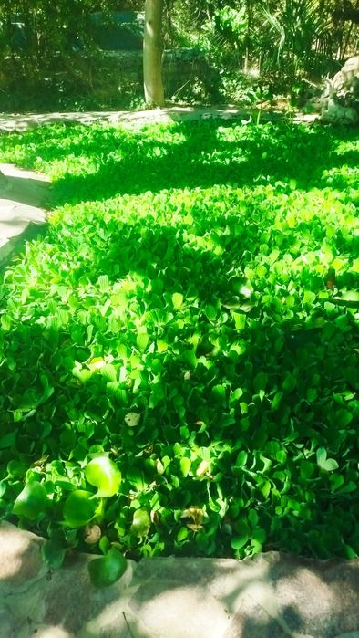 Плавающие водные , аквариумные и прудовые растения пистия,