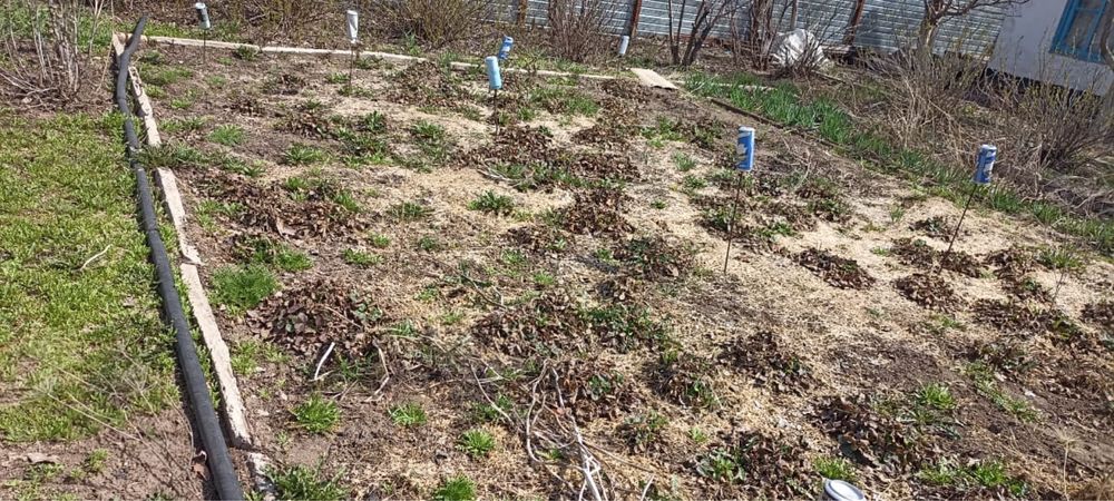 Продам дачу в Цветущем саду