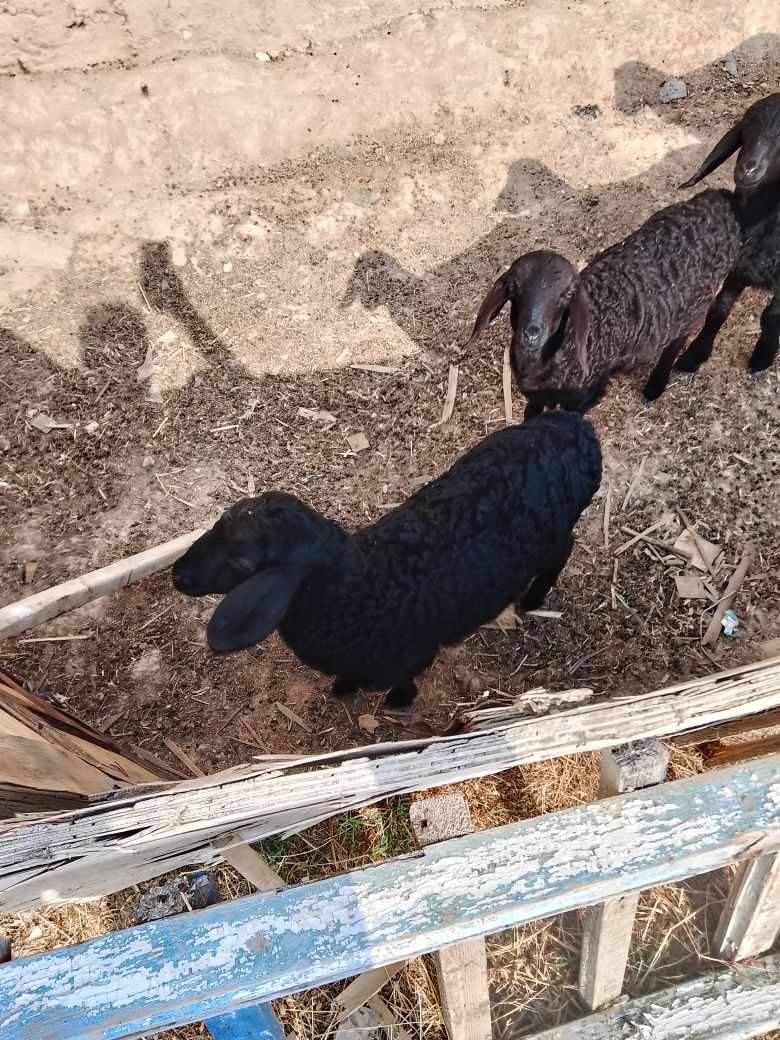 Куй боласи соглом
