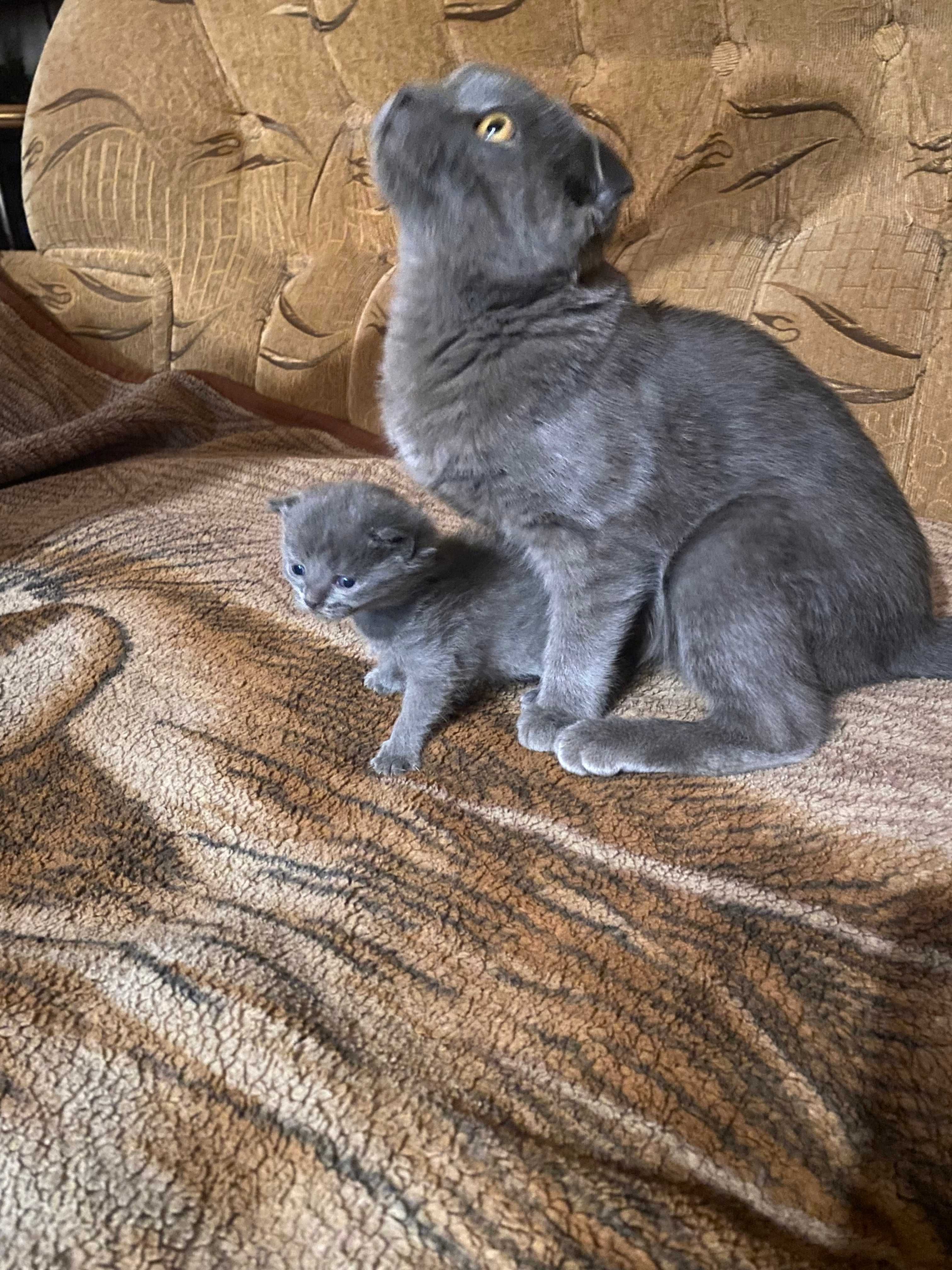 Продам котёнка,вислоухий,мальчик,8мес,шотландец, Так же, котят 3 мес.