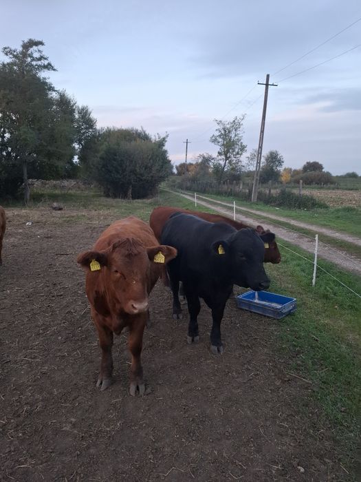 vand vitel si vitele