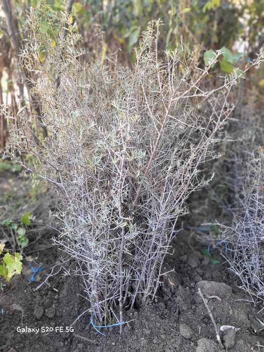 Castani comestibili diverse dimensiuni. Mesteacan-2m livrare ro