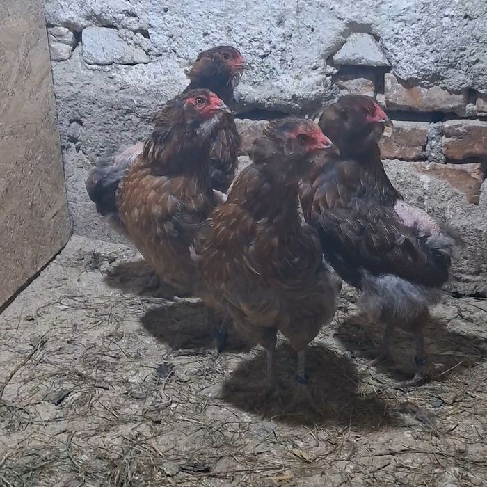 Araucana  gaini.