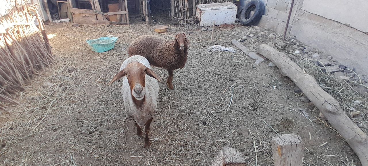 Qoylar zor narxda sotiladi