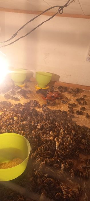 Bedana jojalari  yapon manjor jo'jalari sotiladi