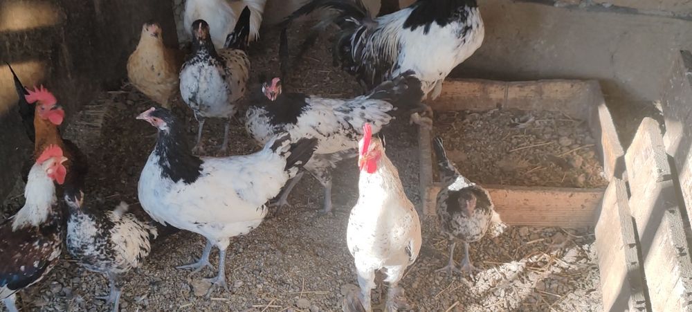 Urgent!!de vânzare puicuțe pitice