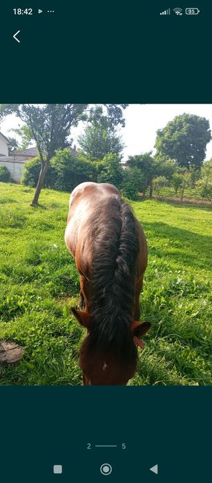 Vând mânz de 11 luni