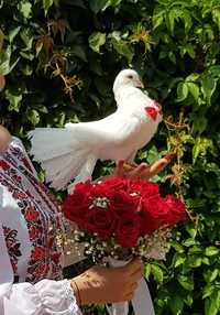 Porumbei albi voiajori și voltati nunta