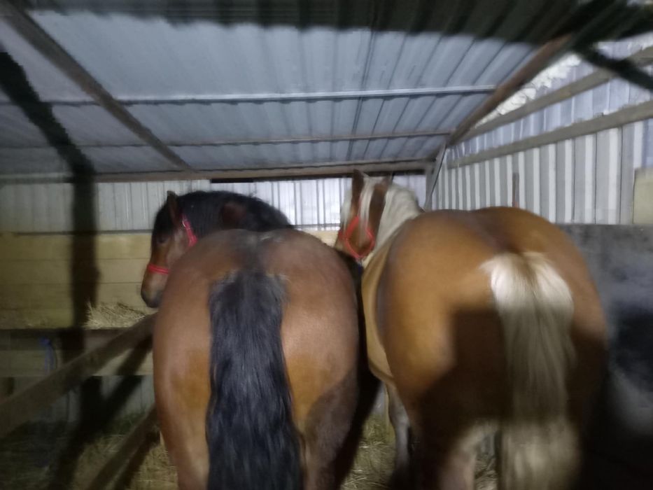 Vand 2 iepe gestante blande