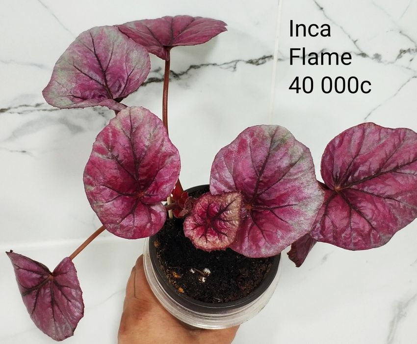 Укоренные листочки бегоний.