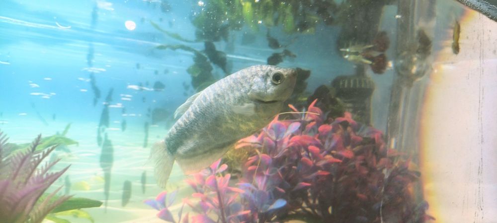 Vând acvariu complet