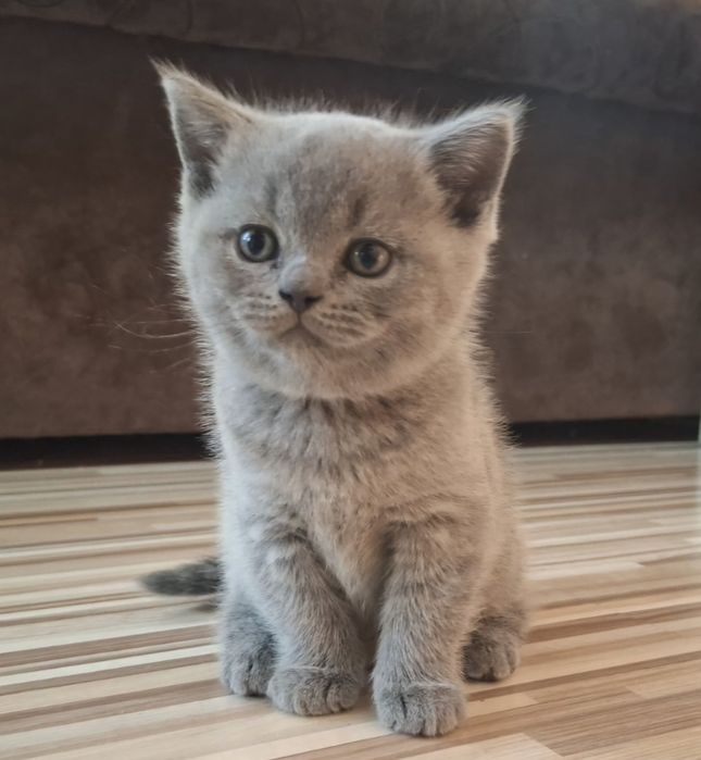 Британски котета