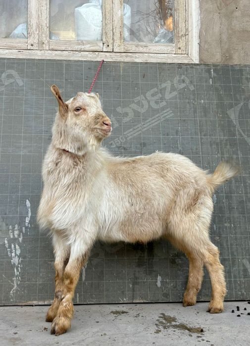 Таза занен теке текелігі мықты 1 жас ешкы ешкі коза козы