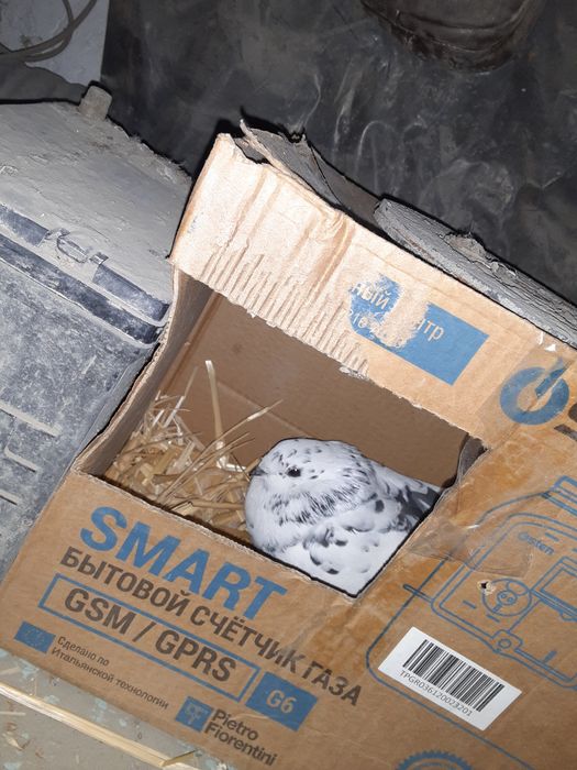 Moda kabutar sotiladi