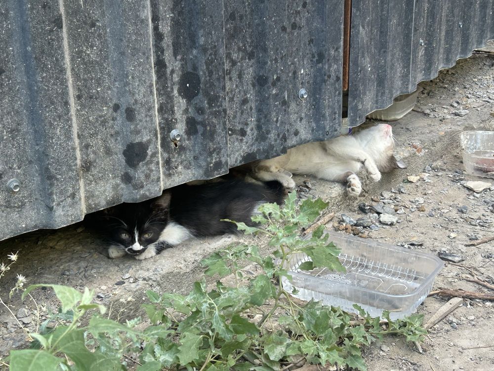 Котята в добрые руки