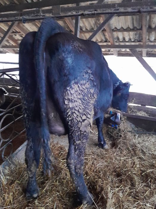 Junică Bălțată de vânzare